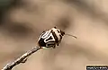 Perillus bioculatus