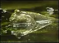 Periophthalmus sp. (Gobiidae)
