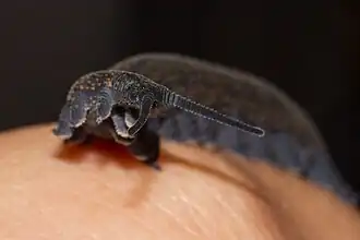 Tête de Peripatoides novaezealandiae (en).