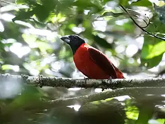 Description de l'image Periporphyrus erythromelas - Red-and-black Grosbeak.jpg.
