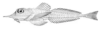 Description de l'image Peristedion brevirostre.jpg.