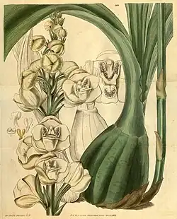 dessin en couleurs représentant une plante.
