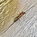 P. scurra pleuralis