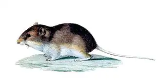 Description de l'image Perognathus fasciatus.jpg.