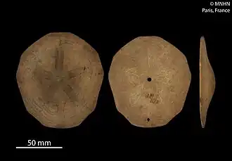 Peronella lesueuri.