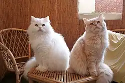 Image illustrative de l’article Alice et les Chats persans