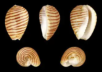 Persicula cingulata
