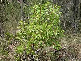 Description de l'image Persoonia levis 4.jpg.