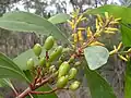 Fruits.