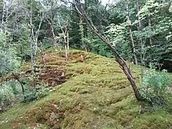 Tufière