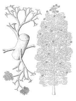 Reconstitution de Pertica quadrifaria, espèce fossile.
