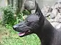 Portrait d'un chien nu du Pérou.