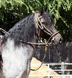 Cap de Maure, sur un cheval rouan (granité).