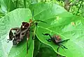 Petascelini : Petascelis remipes, Zmbabwe