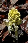 Petasites fominii.