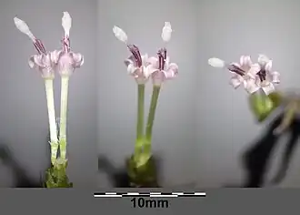 Fleurs.
