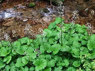 Petasites kablikianus.