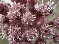 Petasites paradoxus