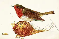 Rouge-gorge