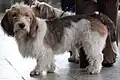 Petit basset griffon vendéen tricolore.