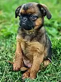 Chiot femelle de 2 mois et demi inscrit au LOF.