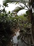 Petite Rivière de la Capesterre.