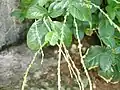 Infrutescences de Petiveria alliacea.