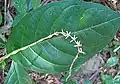 Inflorescence et feuille de Petiveria alliacea au Nicaragua.
