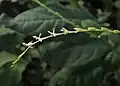 Inflorescence de Petiveria alliacea.