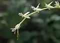 Détail des fleurs de Petiveria alliacea.