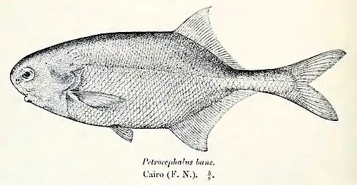 Petrocephalus bane