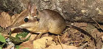 Description de l'image Petrodromus tetradactylus-Zootaxa.jpg.