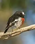 Mâle