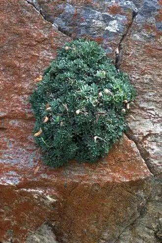 Description de l'image Petrophyton cinerascens dvisalli lg.jpg.