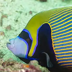 Détail de la tête