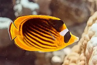 Description de l'image Pez mariposa diagonal (Chaetodon fasciatus), mar Rojo, Egipto, 2023-04-17, DD 135.jpg.