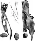 Bassin d’une femelle (1) et d’un mâle (2), furcula (3) et gastrolithe (4–6), 1879.