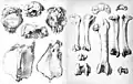 Dessins des premiers restes de l’oiseau (trouvés dans des stalagmites).