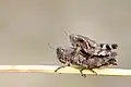 Copula.