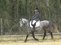 Poney français de selle lors d'un concours de dressage.