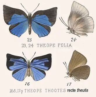 Description de l'image Phaeo synonymy inGodmanSalvin.jpg.