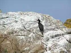 Cormoran huppé.