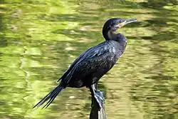 Cormoran vigua ou biguá (Phalacrocorax brasilianus).