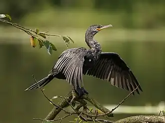 Cormoran, les ailes déployées et posé sur une branche