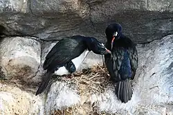 Un nid de cormorans de Magellan (Phalacrocorax magellanicus)