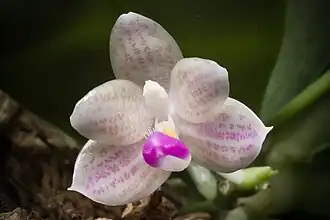 Description de l'image Phalaenopsis javanica (North of Java Indonesia) J.J.Sm., Bull. Jard. Bot. Buitenzorg, sér. 2, 26- 77 (1918) (37901405435).jpg.