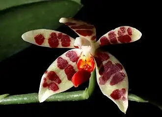 Description de l'image Phalaenopsis maculata Orchi 22614.jpg.