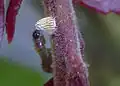 Chenille