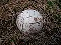 « Œuf » de Phallus impudicus