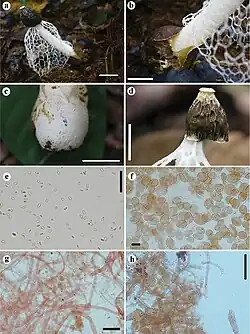 Phallus denigricans